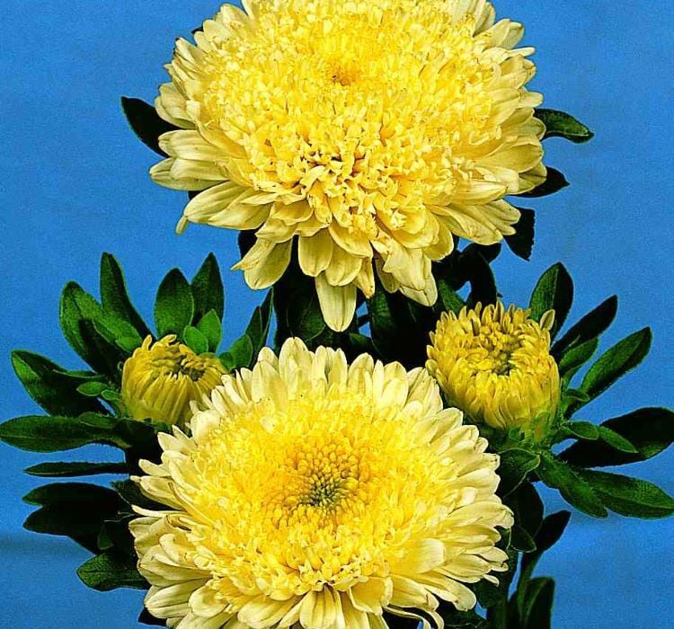 Aster Kasımpatı ( Krizantem ) Sarı Renkli - 20 Tohum