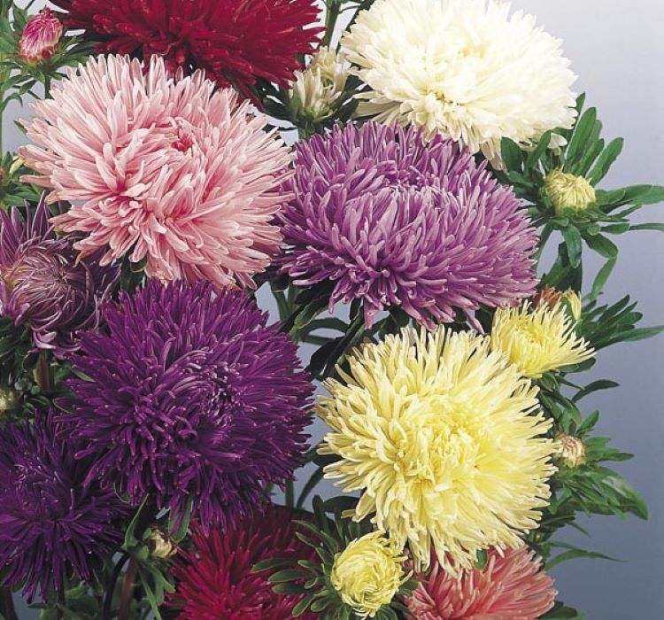 Aster Kasımpatı ( Krizantem ) Karışık Renkli - 20 Tohum