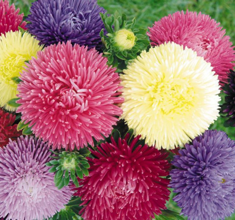 Aster Kasımpatı ( Krizantem ) Karışık Renkli - 20 Tohum