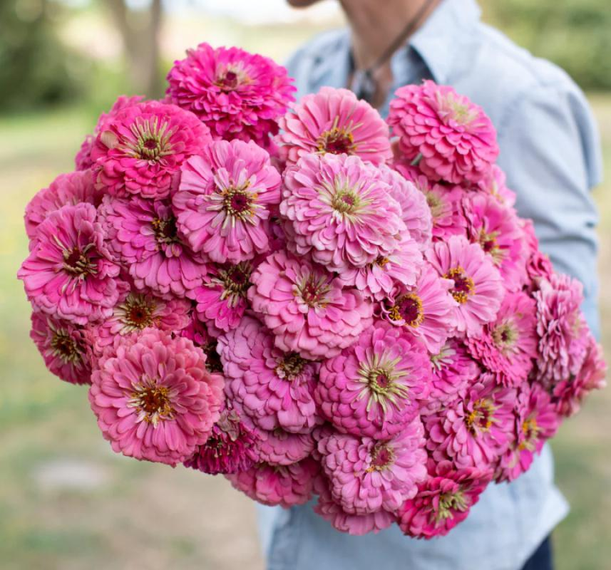 Zinnia - Kirli Hanım Tohumu ( Dev çiçekli, Uzun Boylu ) - Pembe Renkli - 5 Tohum