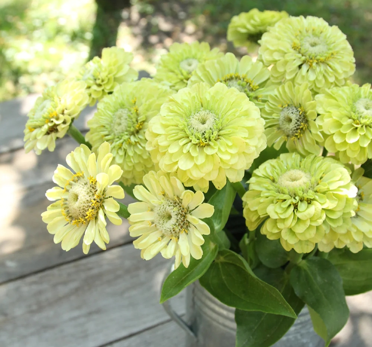 Zinnia - Kirli Hanım Tohumu ( Dev çiçekli, Uzun Boylu ) - Lime Renkli - 5 Tohum