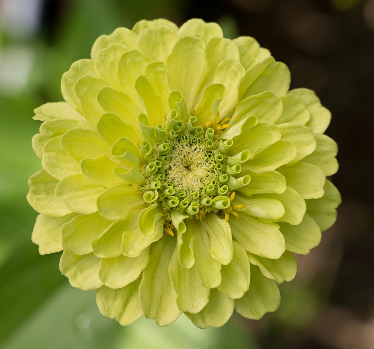 Zinnia - Kirli Hanım Tohumu ( Dev çiçekli, Uzun Boylu ) - Lime Renkli - 5 Tohum
