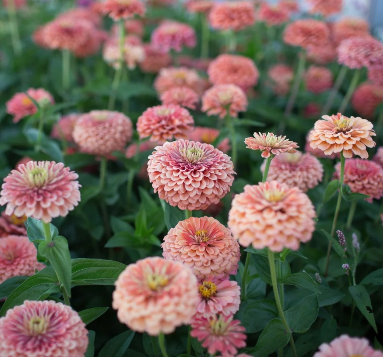 Zinnia - Kirli Hanım Tohumu ( Dev çiçekli, Uzun Boylu ) - Somon Renkli - 5 Tohum