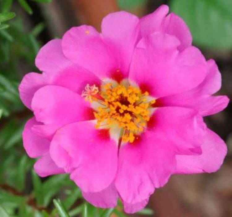 İpek Çiçeği Tohumu Duble Katlı - Koyu Pembe Renkli ( 25 Tohum )