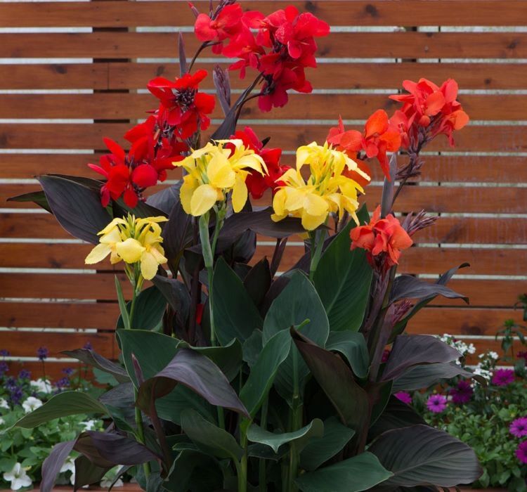 Canna - Tesbih Çiçeği - Bronz Yaprak - KIRMIZI ( 1 Tohum )