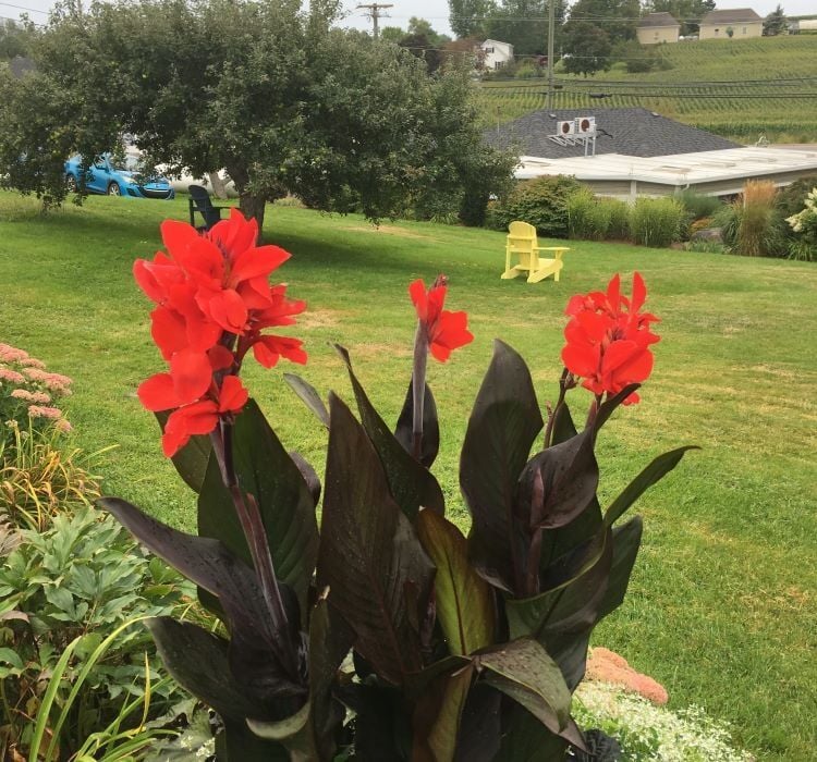 Canna - Tesbih Çiçeği - Bronz Yaprak - KIRMIZI ( 1 Tohum )
