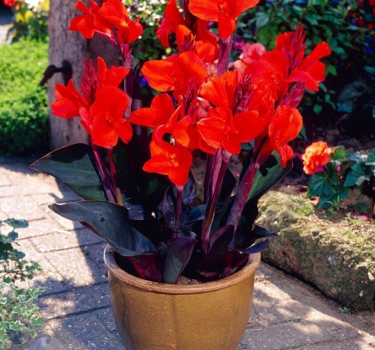 Canna - Tesbih Çiçeği - Bronz Yaprak - KIRMIZI ( 1 Tohum )