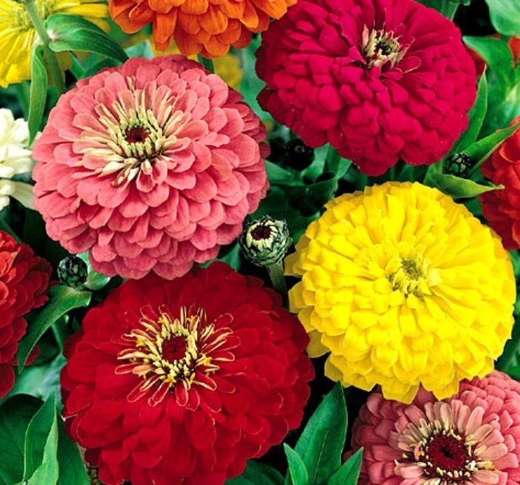 Zinnia ( Kirli Hanım ) Büyük Geniş Çiçekli - KARIŞIK ( 5 Tohum )