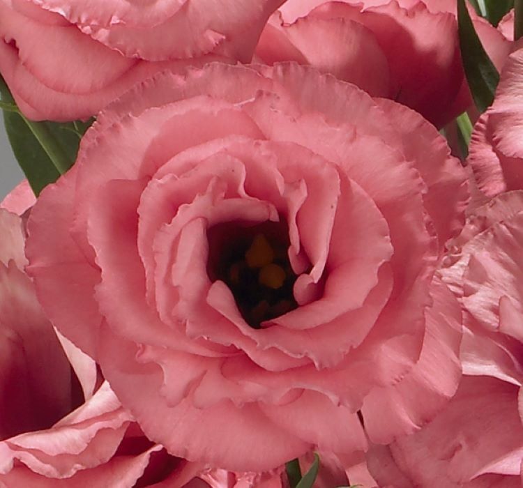 Lisianthus ( Lale Gül ) Advantage Serisi - GÜL RENGİ ( 5 Tohum )