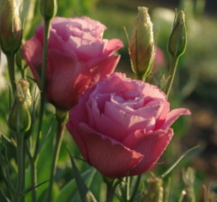 Lisianthus ( Lale Gül ) Advantage Serisi - GÜL RENGİ ( 5 Tohum )