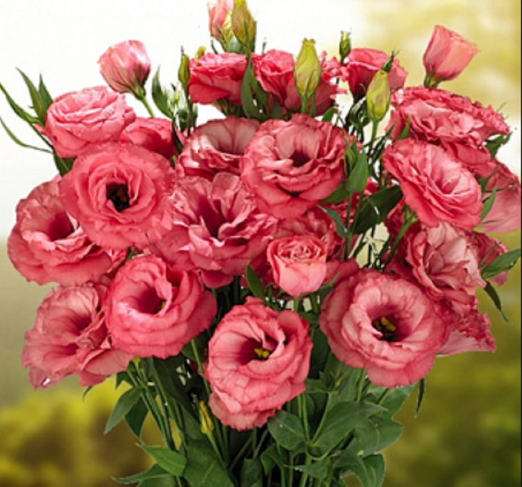 Lisianthus ( Lale Gül ) Advantage Serisi - GÜL RENGİ ( 5 Tohum )