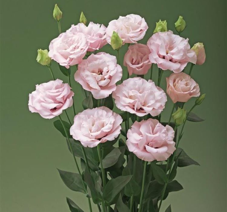 Lisianthus ( Lale Gül ) Advantage Serisi - Pembe ( 5 Tohum )