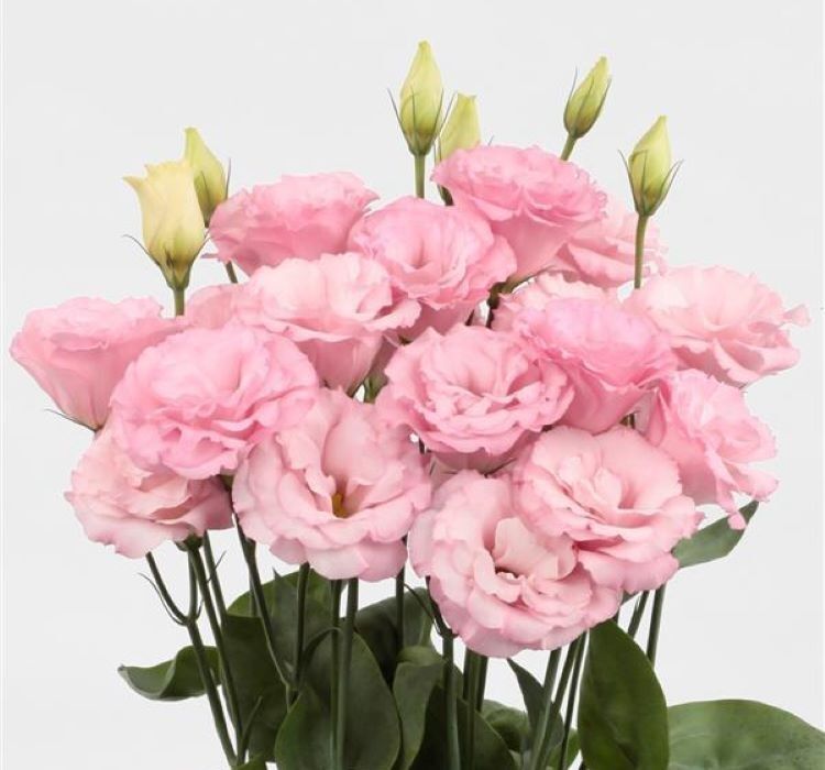 Lisianthus ( Lale Gül ) Advantage Serisi - Pembe ( 5 Tohum )