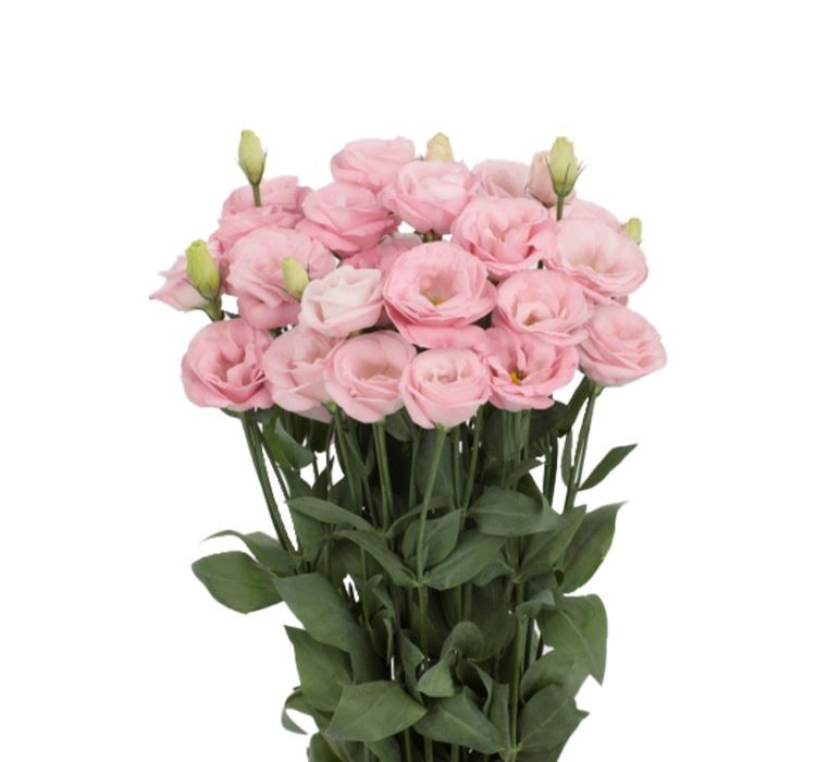 Lisianthus ( Lale Gül ) Advantage Serisi - Pembe ( 5 Tohum )
