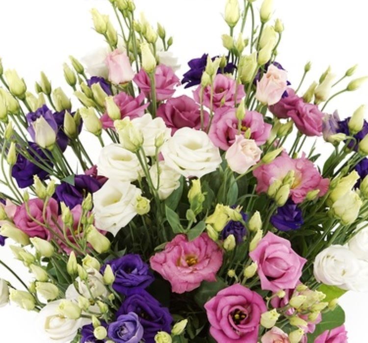 Lisianthus ( Lale Gül ) Advantage Serisi - KARIŞIK ( 5 Tohum )