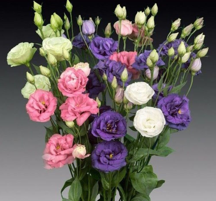 Lisianthus ( Lale Gül ) Gelin Buketi Serisi - MOR ( 5 Tohum )