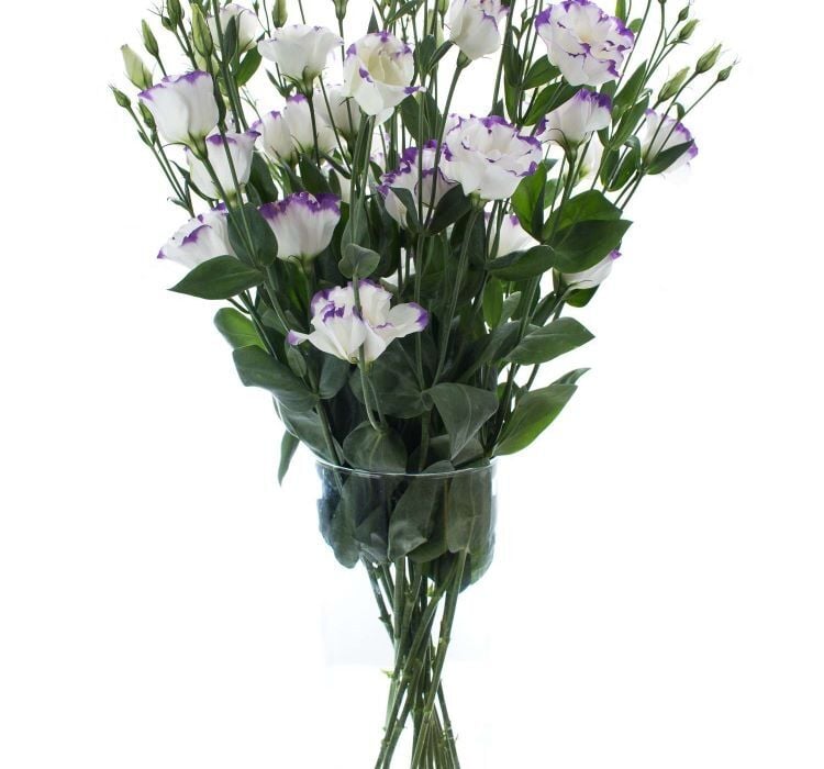 Lisianthus ( Lale Gül ) Gelin Buketi Serisi - MAVİ NOKTA ( 5 Tohum )