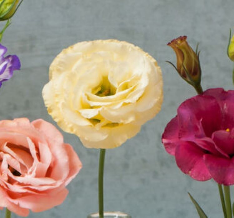 Lisianthus ( Lale Gül ) Gelin Buketi Serisi - KARIŞIK ( 5 Tohum )