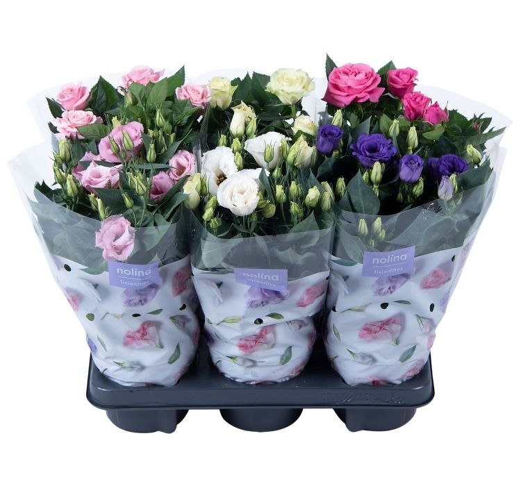 Lisianthus ( Lale Gül ) Gelin Buketi Serisi - KARIŞIK ( 5 Tohum )
