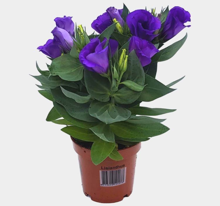 Lisianthus ( Lale Gül ) Julyet Serisi - MAVİ ( 5 Tohum )
