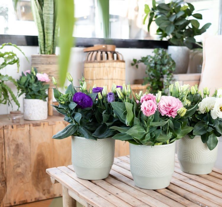 Lisianthus ( Lale Gül ) Julyet Serisi - PEMBE ( 5 Tohum )