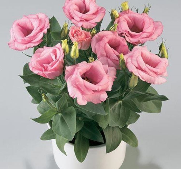 Lisianthus ( Lale Gül ) Julyet Serisi - PEMBE ( 5 Tohum )