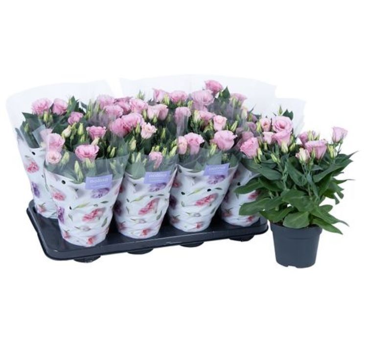 Lisianthus ( Lale Gül ) Julyet Serisi - PEMBE ( 5 Tohum )