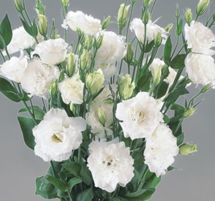 Lisianthus ( Lale Gül ) BÜYÜ Serisi - BEYAZ ( 5 Tohum )