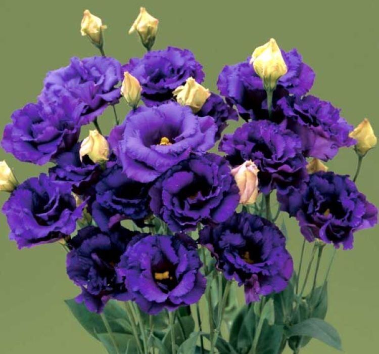 Lisianthus ( Lale Gül ) BÜYÜ Serisi - KOYU MAVİ ( 5 Tohum )