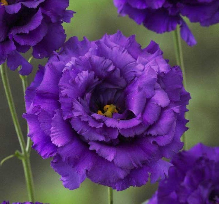 Lisianthus ( Lale Gül ) BÜYÜ Serisi - KOYU MAVİ ( 5 Tohum )