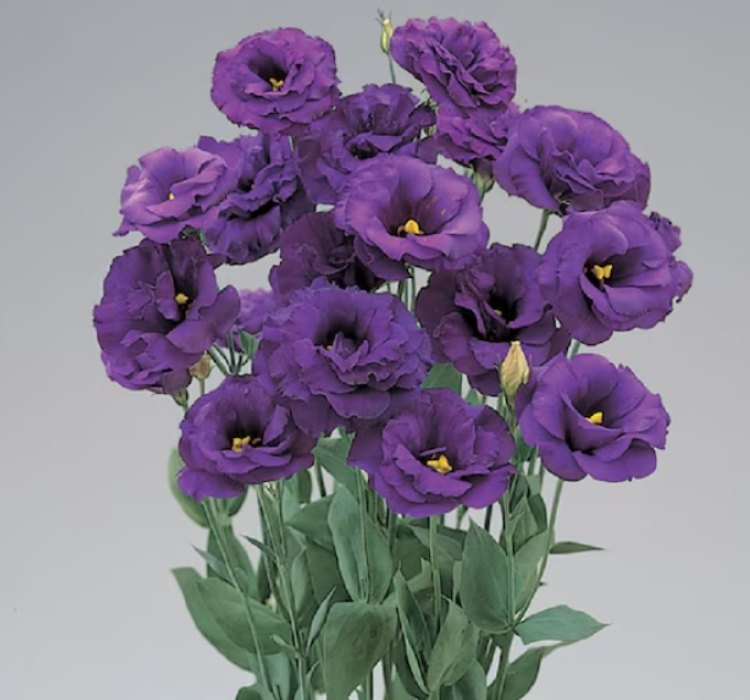 Lisianthus ( Lale Gül ) BÜYÜ Serisi - KOYU MAVİ ( 5 Tohum )