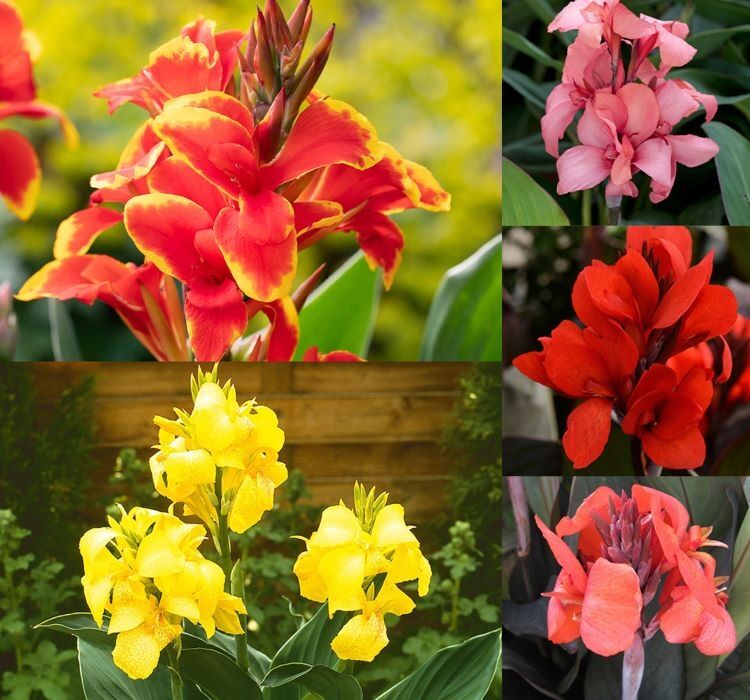 CANNA - TESBİH ÇİÇEĞİ - KARIŞIK ( 5 Tohum )