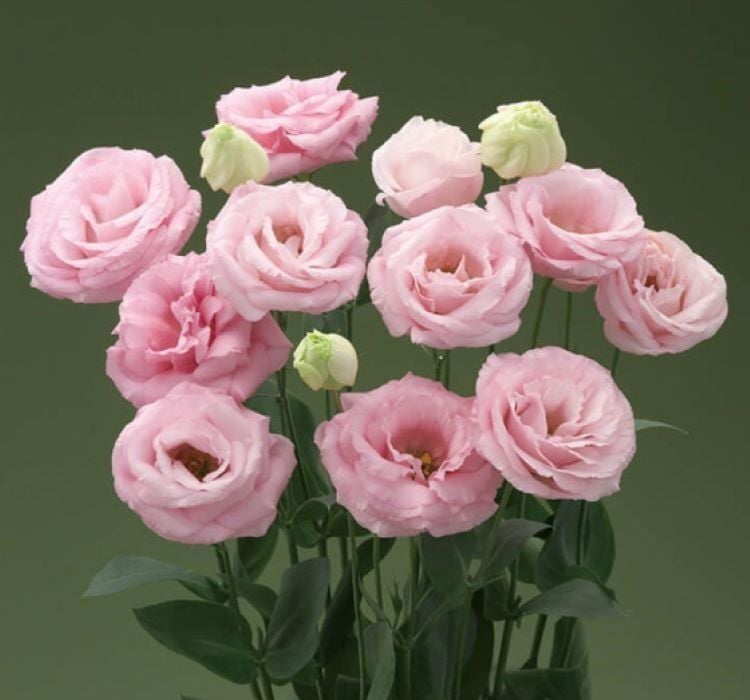 Lisianthus Tohumu ( Lale Gül ) İri Çiçek Serisi - GÜL PEMBE ( 5 Tohum )