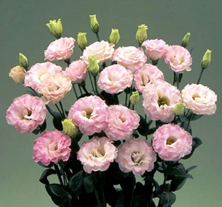 Lisianthus Tohumu ( Lale Gül ) İri Çiçek Serisi - GÜL PEMBE ( 5 Tohum )