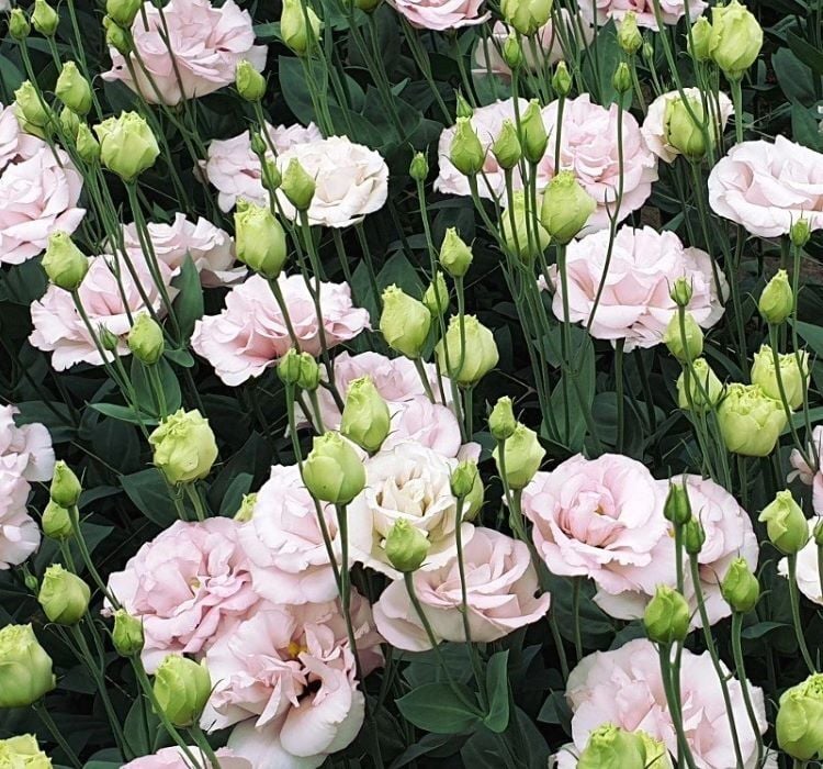 Lisianthus Tohumu ( Lale Gül ) İri Çiçek Serisi - GÜL PEMBE ( 5 Tohum )