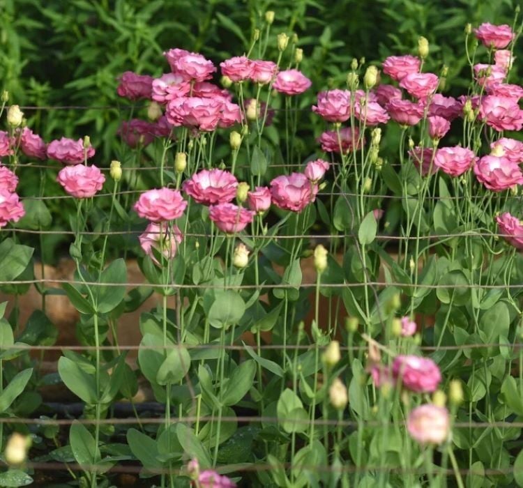 Lisianthus Tohumu ( Lale Gül ) İri Çiçek Serisi - PEMBE ( 5 Tohum )
