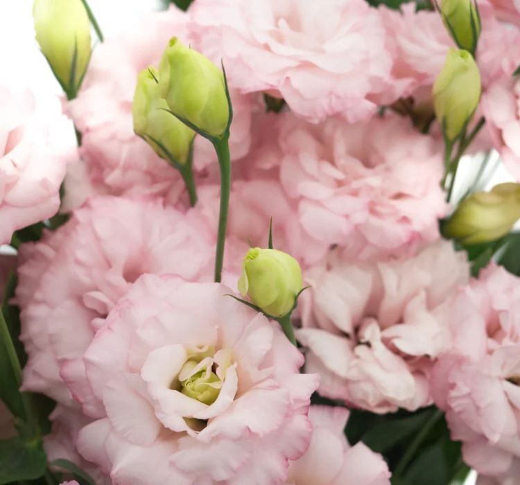 Lisianthus Tohumu ( Lale Gül ) İri Çiçek Serisi - AÇIK PEMBE ( 5 Tohum )