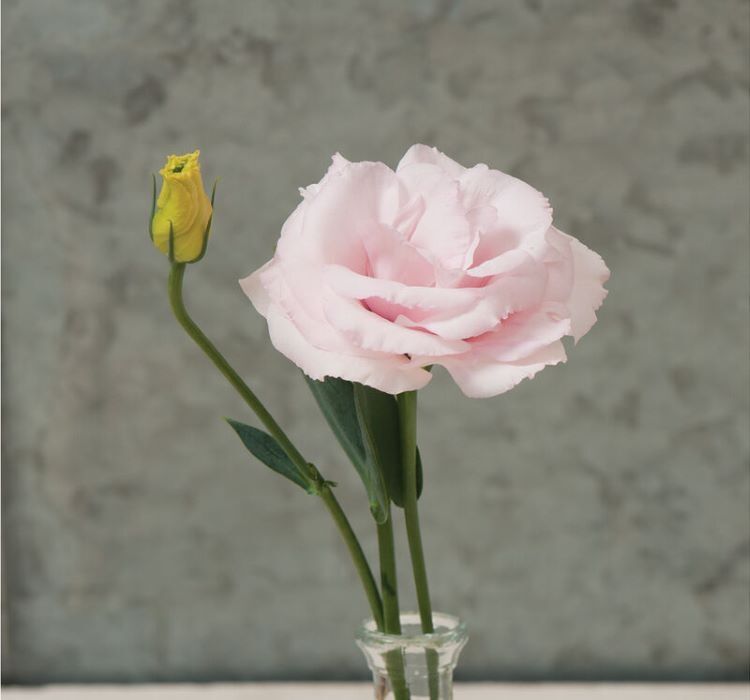 Lisianthus Tohumu ( Lale Gül ) İri Çiçek Serisi - AÇIK PEMBE ( 5 Tohum )