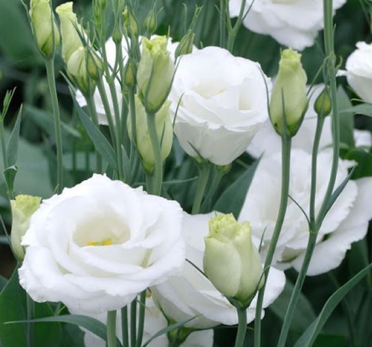 Lisianthus Tohumu ( Lale Gül ) İri Çiçek Serisi - BEYAZ ( 5 Tohum )