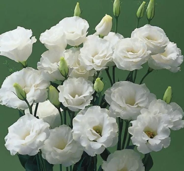Lisianthus Tohumu ( Lale Gül ) İri Çiçek Serisi - BEYAZ ( 5 Tohum )