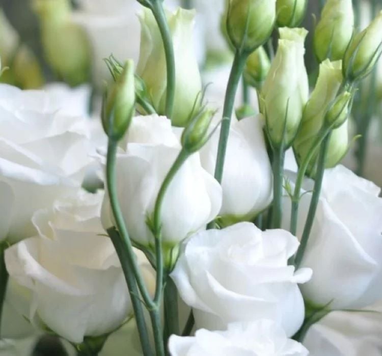 Lisianthus Tohumu ( Lale Gül ) İri Çiçek Serisi - BEYAZ ( 5 Tohum )