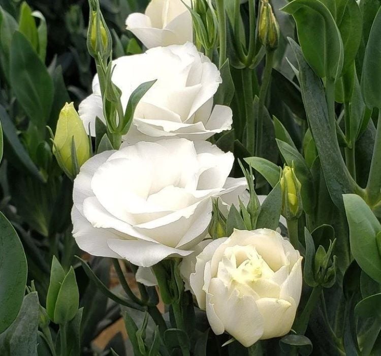 Lisianthus Tohumu ( Lale Gül ) İri Çiçek Serisi - BEYAZ ( 5 Tohum )