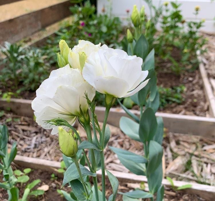 Lisianthus Tohumu ( Lale Gül ) İri Çiçek Serisi - BEYAZ ( 5 Tohum )