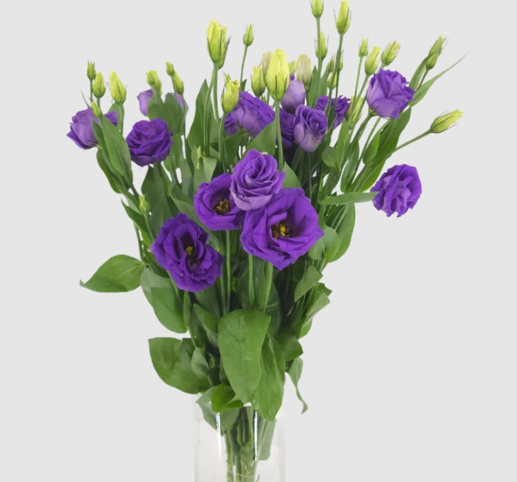 Lisianthus Tohumu ( Lale Gül ) İri Çiçek Serisi - MOR ( 5 Tohum )