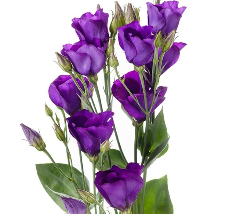 Lisianthus Tohumu ( Lale Gül ) İri Çiçek Serisi - MOR ( 5 Tohum )