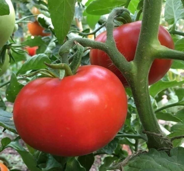 DOMATES TANE SALKIM ( ÇOKLU TOHUM ) 2274  - 3 Gram