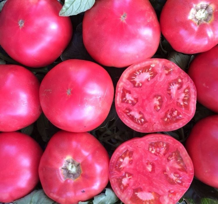 DOMATES PEMBE ( ÇOKLU TOHUM ) - 100 Adet