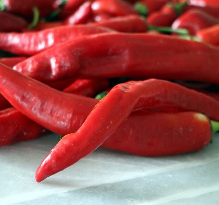 BİBER HATAY ACI ( ÇOKLU TOHUM ) - 5 Gram