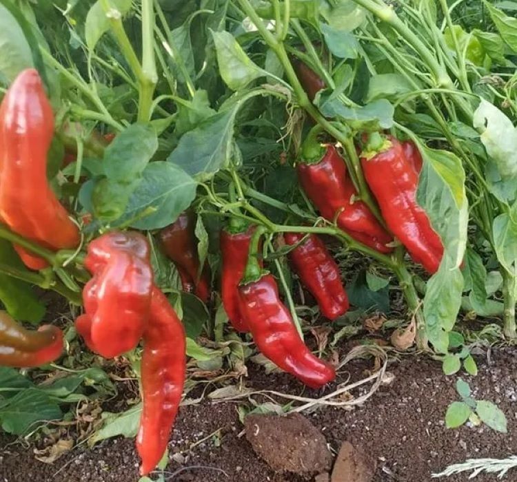 BİBER İSOT ( ÇOKLU TOHUM ) - 5 Gram