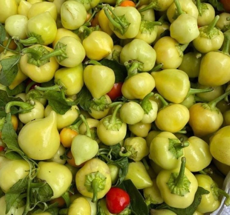 YUVARLAK SÜS BİBER ( ÇOKLU TOHUM ) - 3 Gram